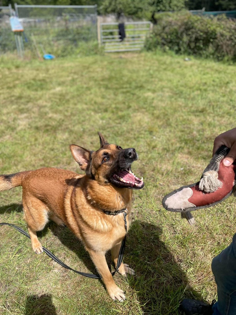 gsrescueelite's tweet photo. Hudson is 4yrs old and this boy keeps being overlooked as he can be quite shy. Hudson can live with older kids and may benefit from living with an older, large breed dog to build his confidence 
#dogs #germanshepherd #Essex 

https://t.co/ZzWt8ZgqQZ https://t.co/VN6t0tBDoe