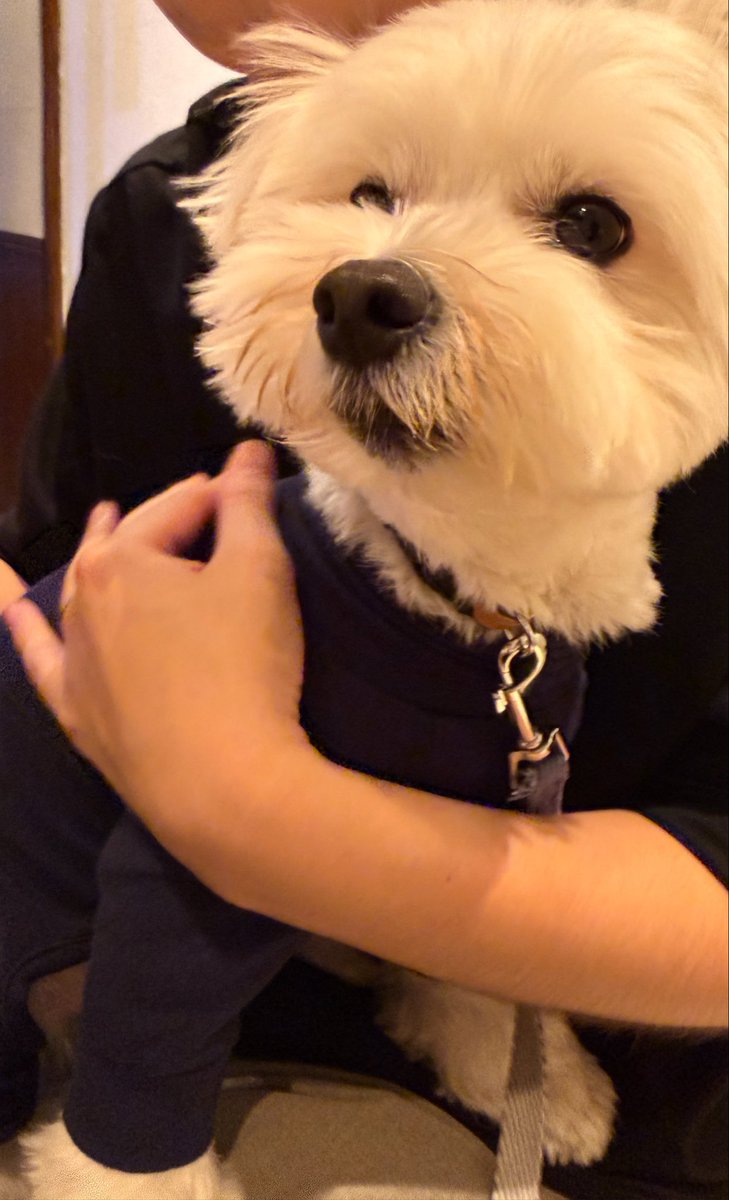 _kinarinari's tweet photo. 犬も入れる中華料理屋🎶🇨🇳 https://t.co/p3cV7OIf2p