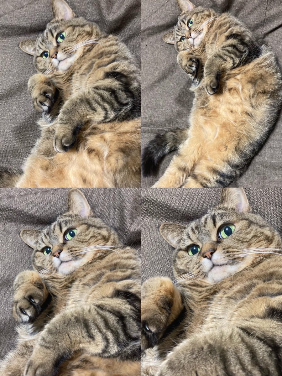 pipiko0429's tweet photo. もっふんもっふん https://t.co/2iREOcioLc