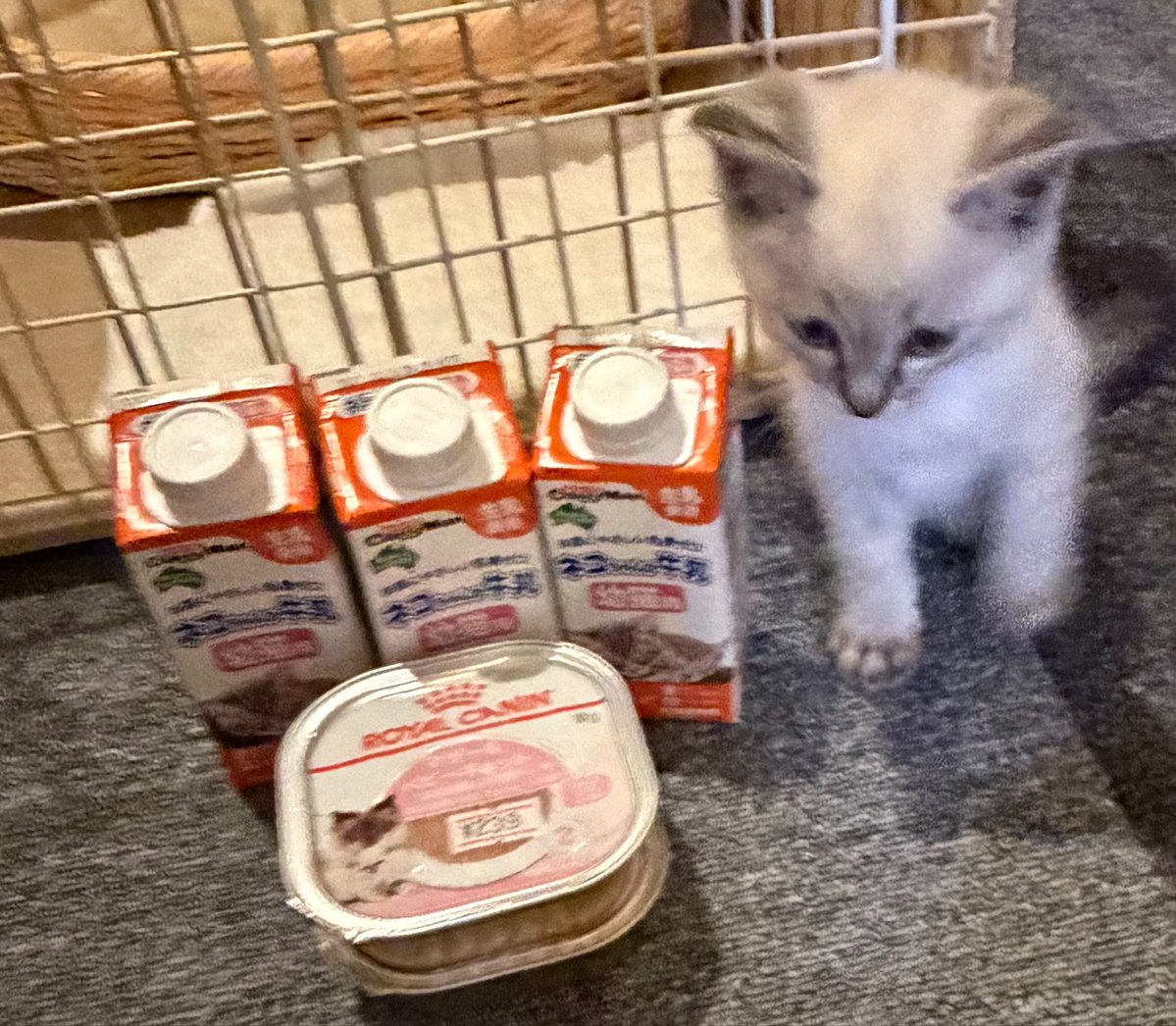 h_ema314's tweet photo. ベビーフードももりもり食べて、おっきなうんちもちゃんと出てひと安心。
幼猫用のミルクやベビーフードって種類が少ないですね。ロイヤルカナンの離乳食をあげているけどミルクもフードも、ほぼ一択な感じですかね。 https://t.co/53CYmrMTvL
