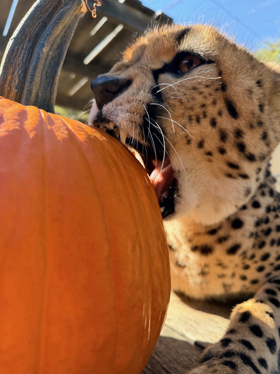 CincinnatiZoo's tweet photo. Zola takes a bite of her pumpkin enrichment! Keepers say she loved playing with her pumpkin and making her own special carving with teeth and claws. #Caturday 🎃 https://t.co/6HyjIwJXP4