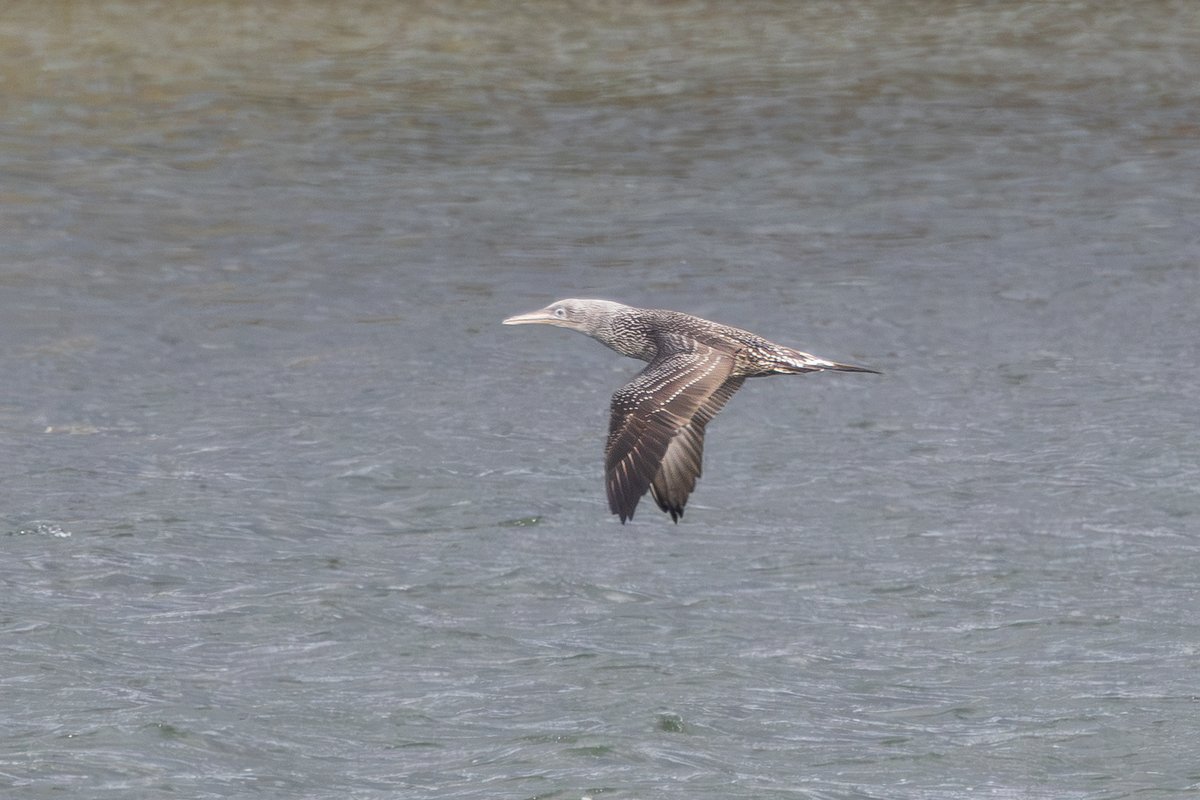 _TCartz's tweet photo. Back in Leicestershire this week has been fruitful, starting with a YBW in the village but a visit to Eyebrook today resulted in connecting with the first-winter Gannet along with locating this Aythya hybrid (Common Pochard x Ferruginous Duck).

https://t.co/xCxT2sDvIv https://t.co/fgaCO6lGkO