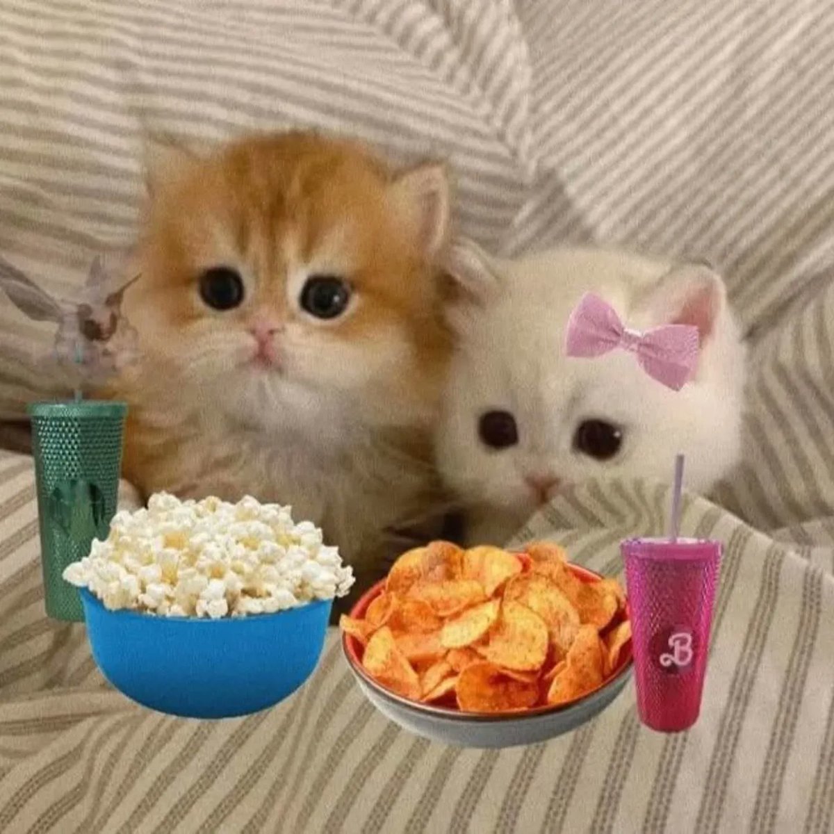 PostofcatsX's tweet photo. https://t.co/eBnHCXlKFa