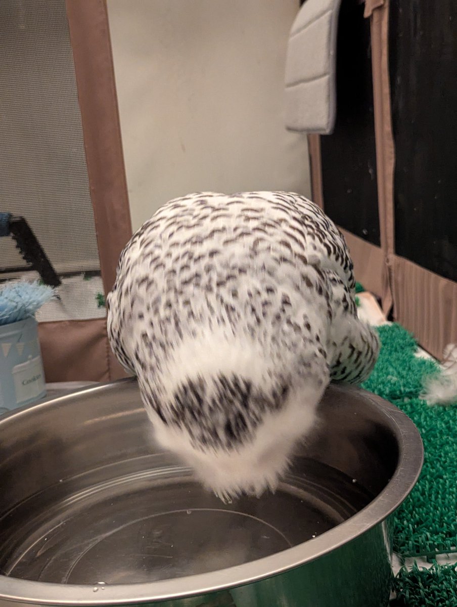 popo_owl tweet picture
