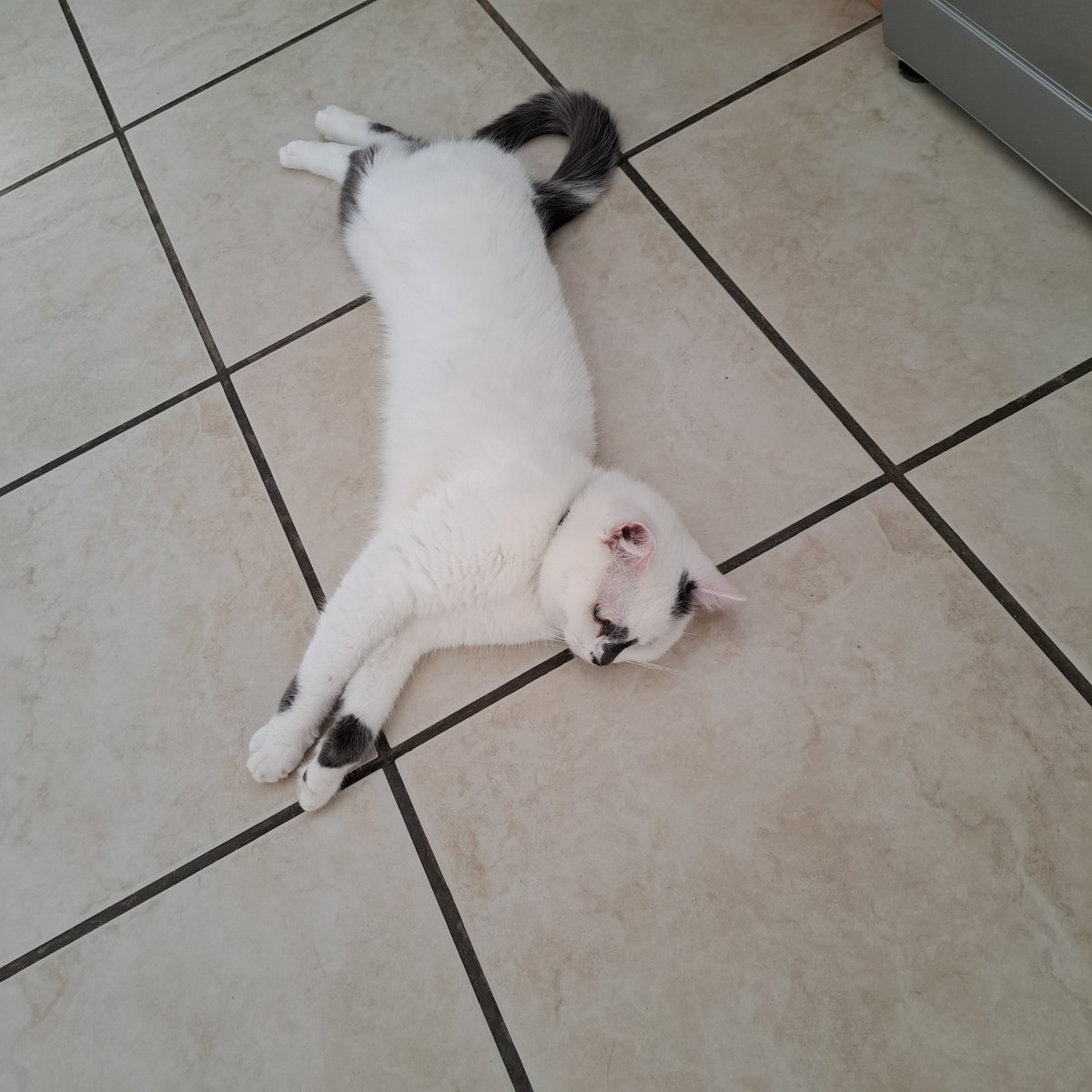 AgnesSAINTSAENS's tweet photo. @arthhuretlola Ursule s'étire aussi 🥰 https://t.co/tDMQWJGYI9