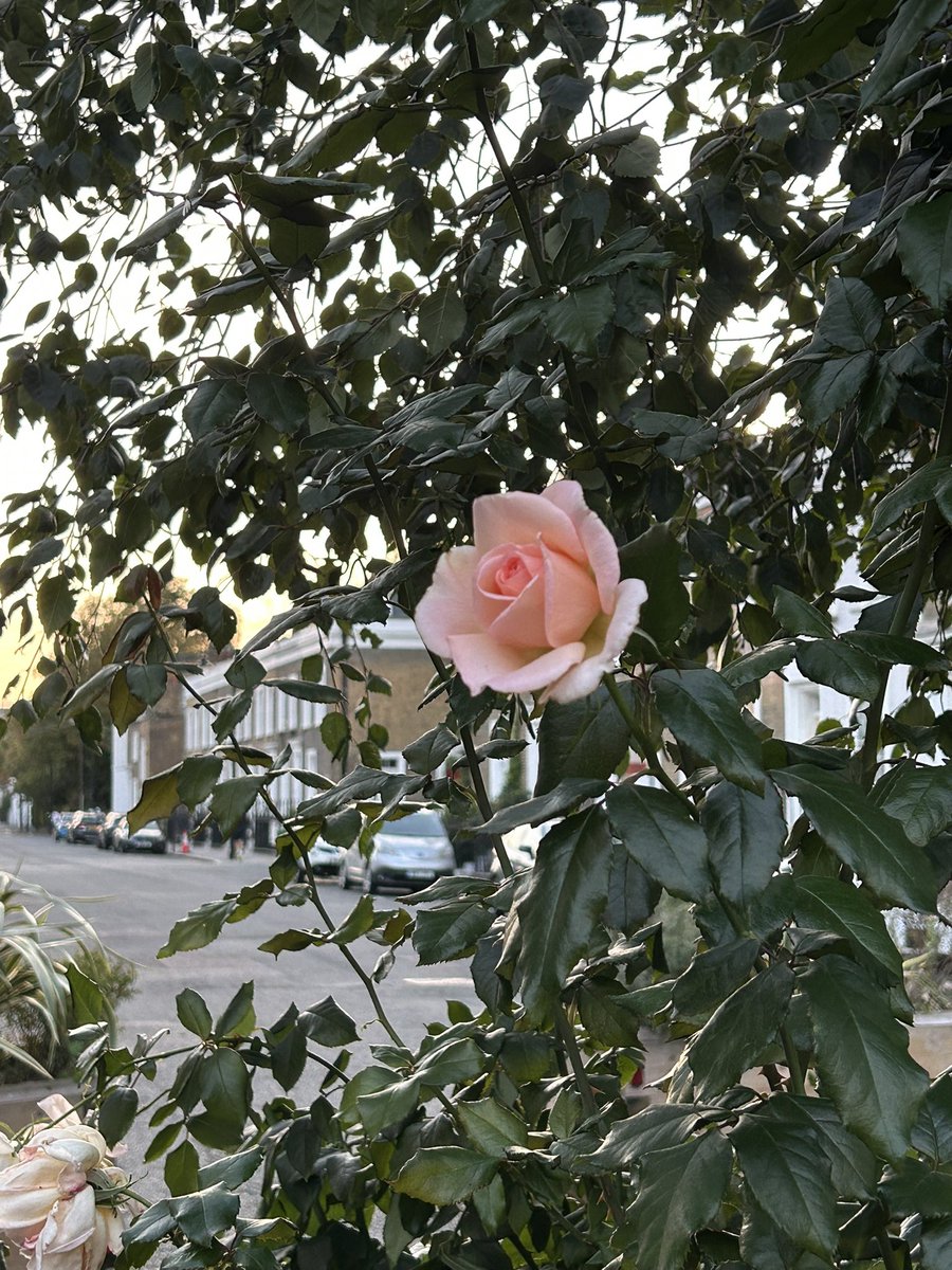 toaderness's tweet photo. i love u london 🏵️ https://t.co/EazjyTig5R