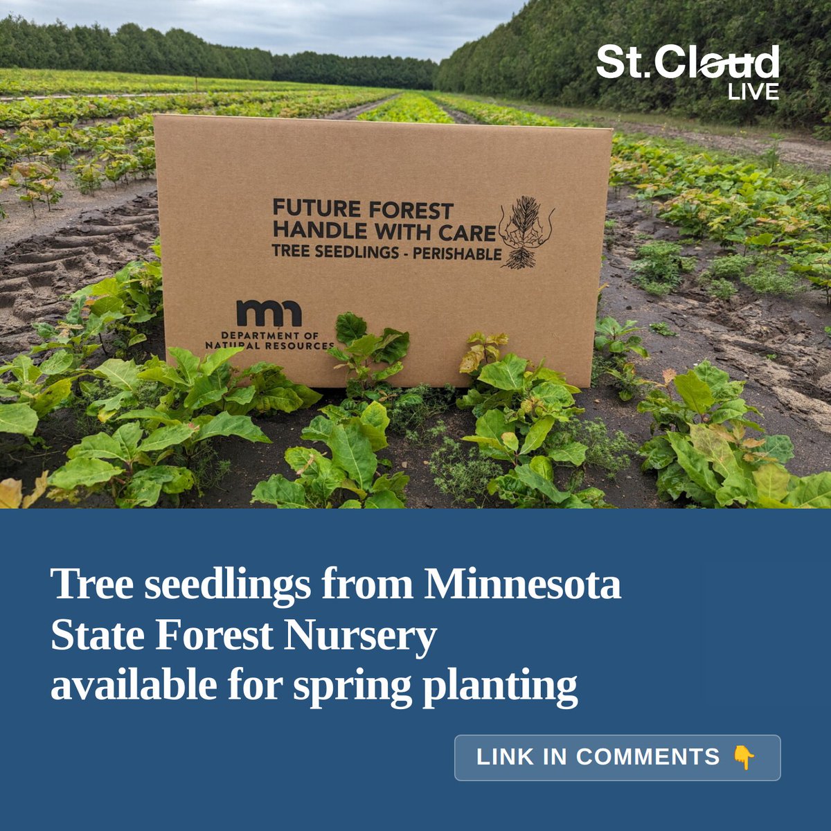 StCloudLive's tweet photo. Landowners who plan to plant 3 acres or more may qualify for partial reimbursement.
🔗 in reply https://t.co/67pMaEfxOZ