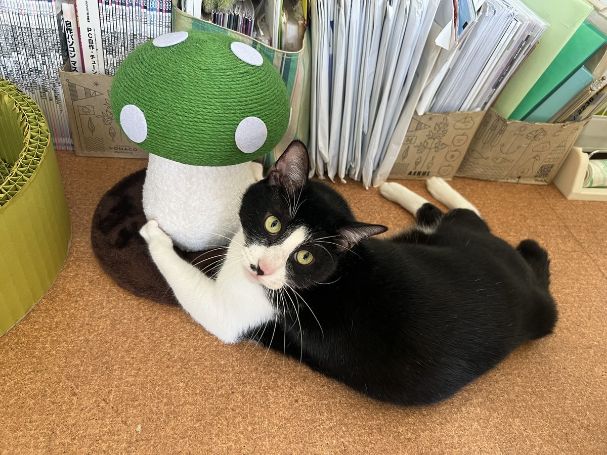 KurokuroYakko's tweet photo. 本日の nyans：なんだよ！・・・・ｗ🐱chobie
#nyans　#ねこ　#ネコ　#猫　#ミニ畑の花掲示板 https://t.co/zTzs4OKoCW