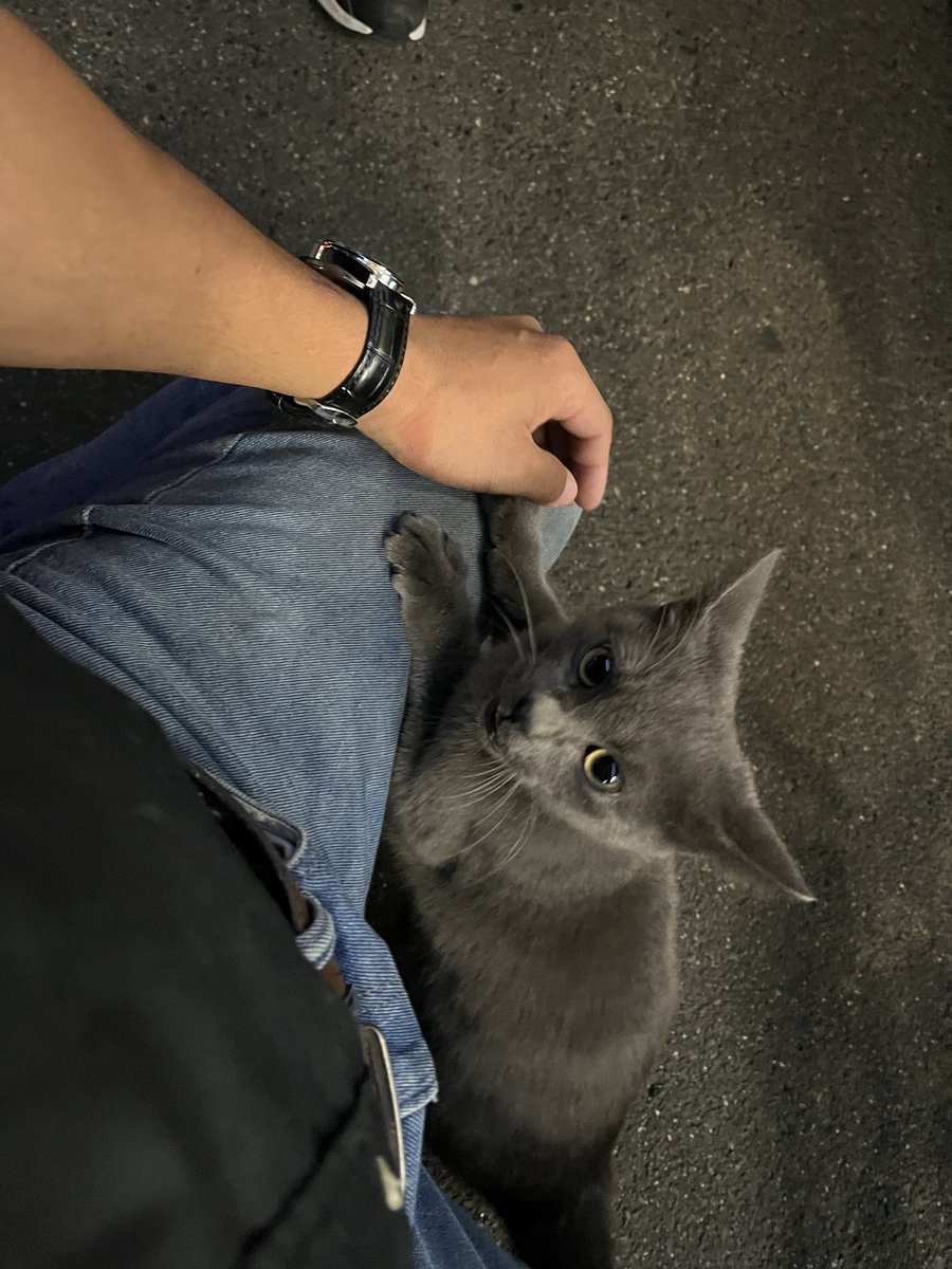Shota369desu's tweet photo. 今日出雲市役所前のファミリーマートで午後10時ごろ猫ちゃんみつけたんですけど、
誰かしりませんか？？警察に連絡しても迷子届は出てないとのこと。
めっちゃ人懐っこいし毛並み綺麗だったので飼い猫ちゃんだと思うんですが、、、
首輪とかはなかったです
#拡散希望 https://t.co/2PMQbmiFfH