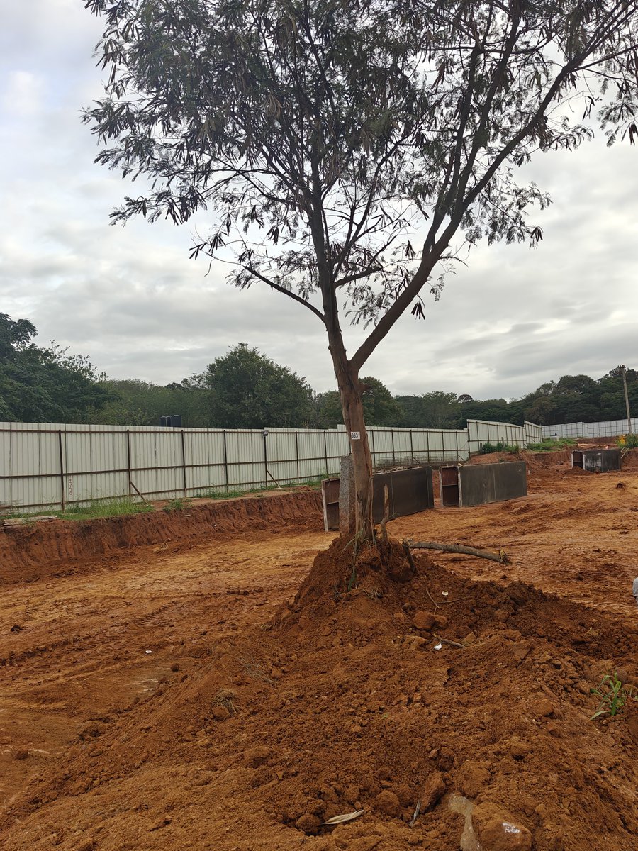 solidview's tweet photo. Tree 663 from the Axe List of Veterinary College campus gets temporary reprieve from NGT.

BDA claims it is only doing "preliminary works" but Tree 663 has seen better days.

Bengaluru - 2 km short tunnel project doesn't have a Transport, Finance &amp; Environment case. 

🛑 it pls https://t.co/gygHSeSjRE