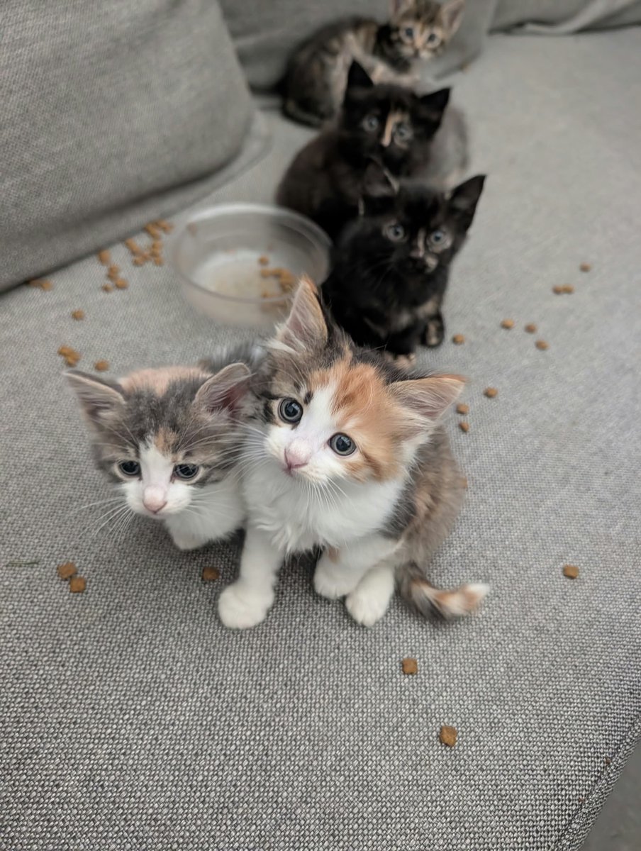 monakopiremsesi's tweet photo. Arkadaşımın bahçesine bu kedileri atmışlar. Bu soğukta yaşamaya çalışıyorlar anneleri yok. Kendi başlarına sokakta yaşayamayacak kadar küçükler. Eğer sahiplenmek isterseniz iç dış parazitini yaptırır, istanbul içi her yere getiririz. Lütfen rtler misiniz? https://t.co/donMqyD2Y3