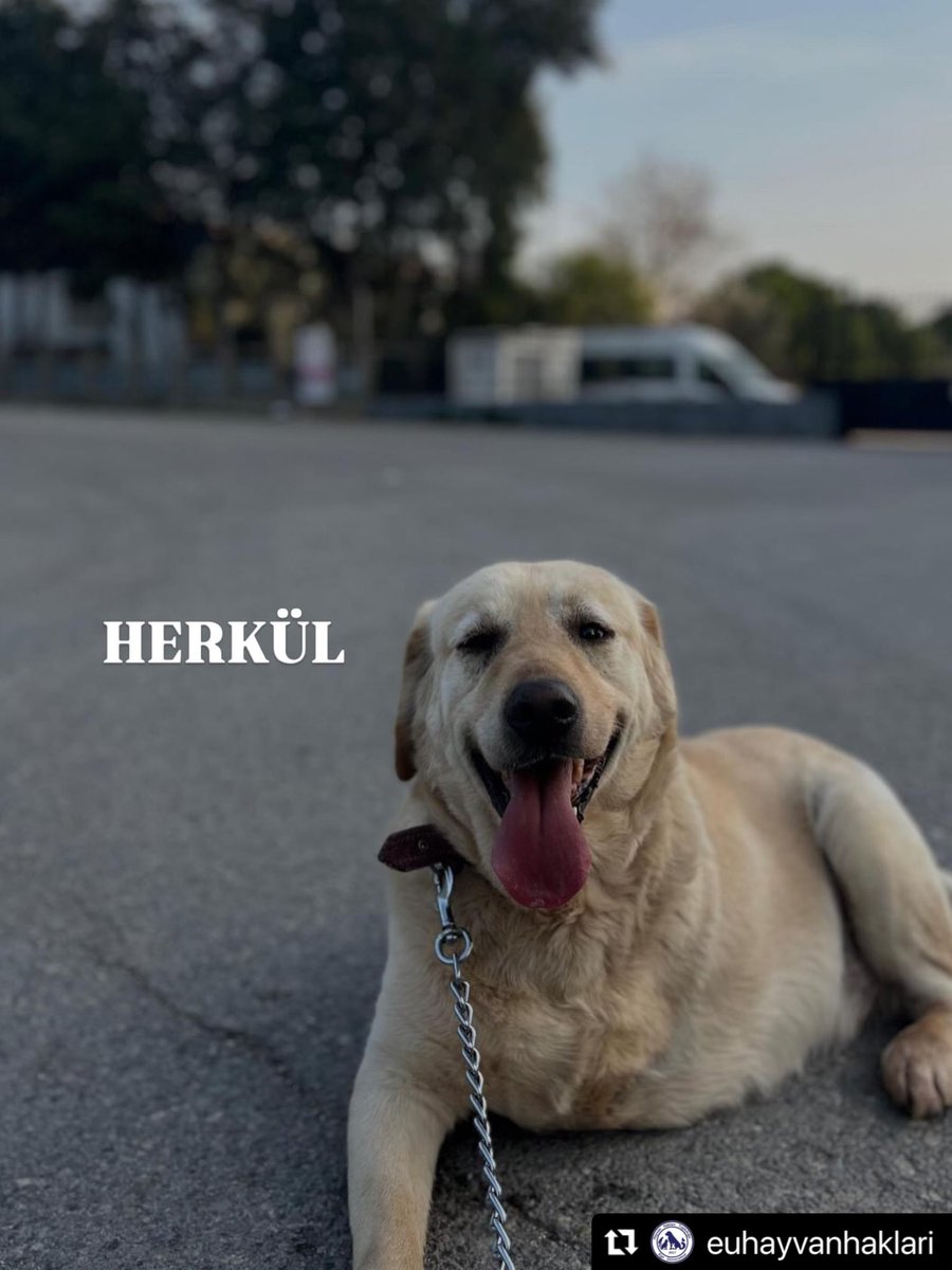 GulsahGorur's tweet photo. ‼️‼️‼️Bilindiği üzere bugün Ege Üniversitesi’nde gerçekleştirilen, hukuki niteliği son derece tartışmalı bir operasyonla köpeklere el konuldu.

BU HAYVANLARIN BARINAKLARDA ÖLMESİNE İZİN VEREMEYİZ!

Bir ev, bir iş yeri bahçesi, geçici yuva, kalıcı yuva, pansiyon… Güvenli ve uygun koşulları sağlayabilecek her türlü imkana ihtiyacımız var.

BU HAYVANLARA ACİLEN GÜVENLİ BİR YER BULMALIYIZ!

İzmir’deki tüm hayvanseverlere, gönüllülere ve duyarlı vatandaşlarımıza sesleniyoruz:
LÜTFEN PAYLAŞIN, SESİMİZİ DUYURUN!

Repost @euhayvanhaklari with @use.repost
・・・
Bu canlarımız için ACİL geçicidir/kalıcı yuva arıyoruz!

Özgür engelli
Herkül engelli
Biftek epilepsi hastası
Ve ayrıca çakal sultan Milka pamuk hanım hepsinin acil yuvaya ihtiyacı var