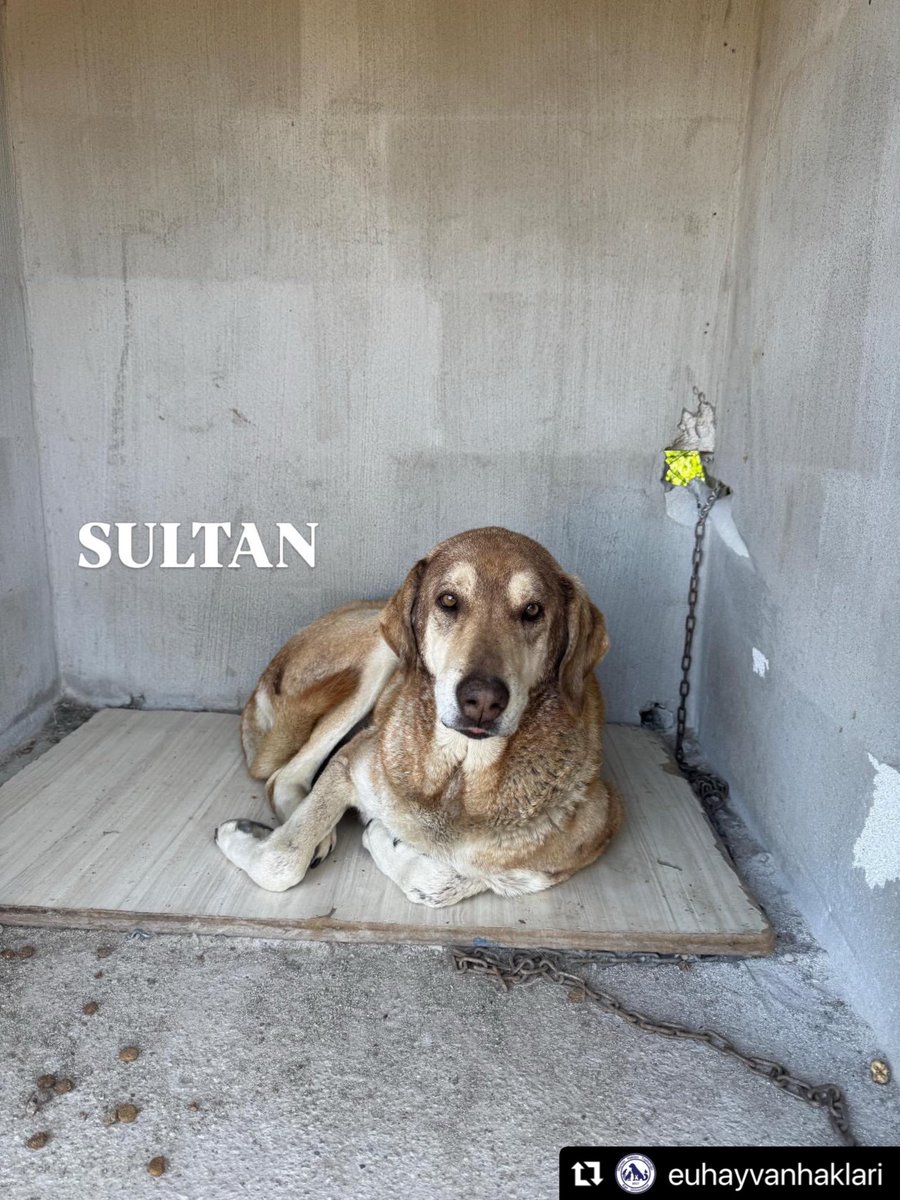 GulsahGorur's tweet photo. ‼️‼️‼️Bilindiği üzere bugün Ege Üniversitesi’nde gerçekleştirilen, hukuki niteliği son derece tartışmalı bir operasyonla köpeklere el konuldu.

BU HAYVANLARIN BARINAKLARDA ÖLMESİNE İZİN VEREMEYİZ!

Bir ev, bir iş yeri bahçesi, geçici yuva, kalıcı yuva, pansiyon… Güvenli ve uygun koşulları sağlayabilecek her türlü imkana ihtiyacımız var.

BU HAYVANLARA ACİLEN GÜVENLİ BİR YER BULMALIYIZ!

İzmir’deki tüm hayvanseverlere, gönüllülere ve duyarlı vatandaşlarımıza sesleniyoruz:
LÜTFEN PAYLAŞIN, SESİMİZİ DUYURUN!

Repost @euhayvanhaklari with @use.repost
・・・
Bu canlarımız için ACİL geçicidir/kalıcı yuva arıyoruz!

Özgür engelli
Herkül engelli
Biftek epilepsi hastası
Ve ayrıca çakal sultan Milka pamuk hanım hepsinin acil yuvaya ihtiyacı var