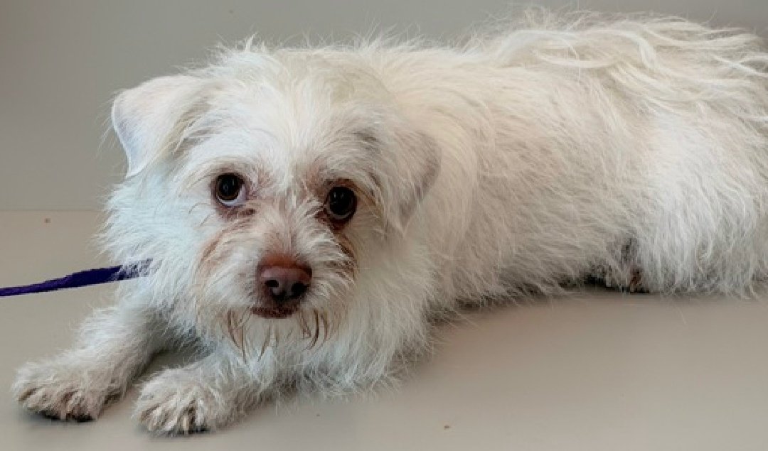 nyc_lilpaws2025's tweet photo. Meet Coco Coture 267599
#NYCACC #RescueOnly 
She is a 13 lb, 3 yr old
Affectionate,  active &amp; playful in prev home
Loves water, knows some cues
Very reluctant to leave kennel 
Growls at strangers 
Help Coco find a home!
https://t.co/tACXRdbMF5
#Pledge4Rescue #foster #adopt https://t.co/EVRMiQn1BI