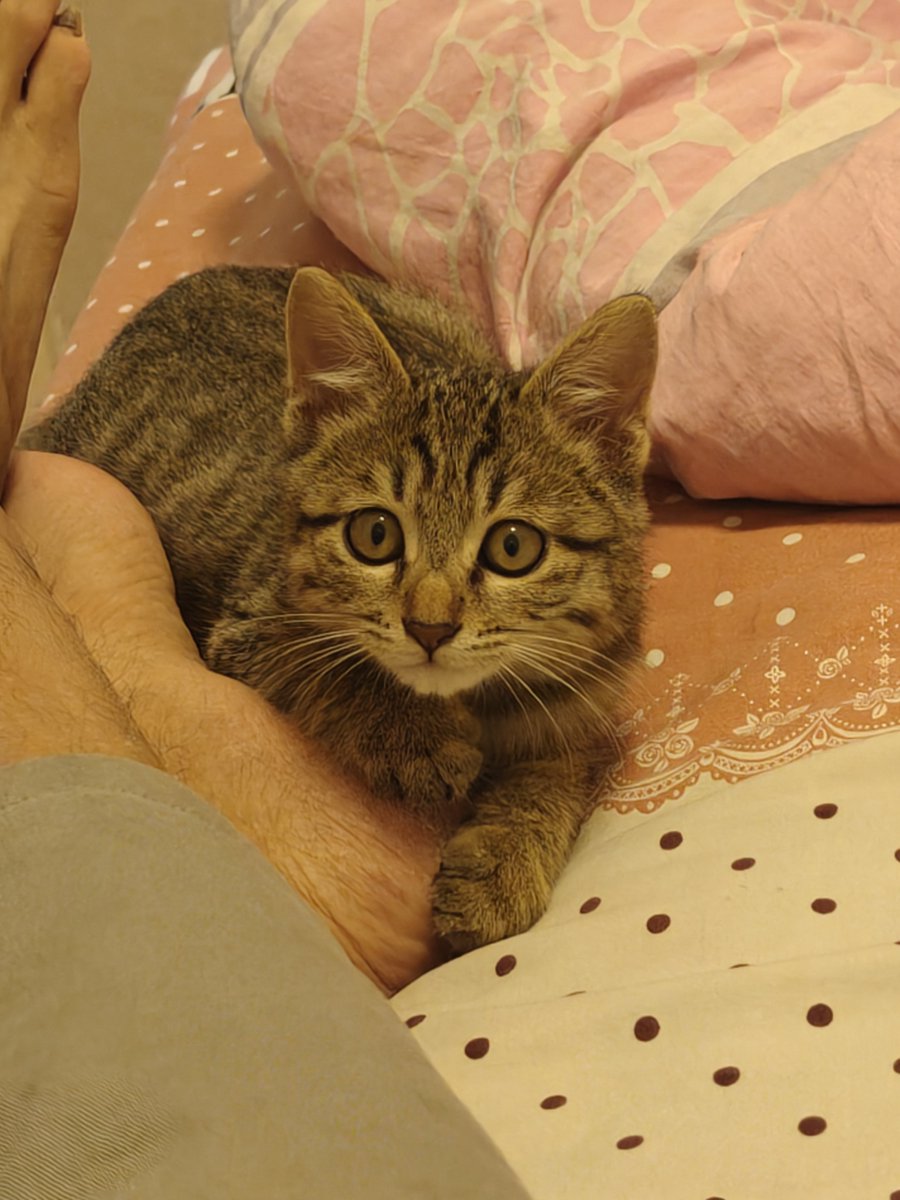 Muisucition's tweet photo. 朋友送的猫竟然奇迹般的养活了。九月份因为房子的事情回老家一趟，期间顺便去朋友家串门，农村无聊倒也确实，叙旧完毕之后实在是没话可说了，于是朋友带我去见了他的猫。“这已经时第二胎了”朋友指责杂物间地上那五只幼猫。五只幼猫有四只是纯血的狸花猫，完全看不出有任何杂交味道，还有一只纯黑的小猫，长的跟罗小黑似的。至于是否为狸花倒看不出来。猫太多，他一个人养的太累了，于是便送我一只，但我从小到家压根儿没有自己养过动物，因此初期对此犹豫不决。不过猫这东西还真是奇特疯起来像是浩克，但安静起来又跟个大家闺秀似的。