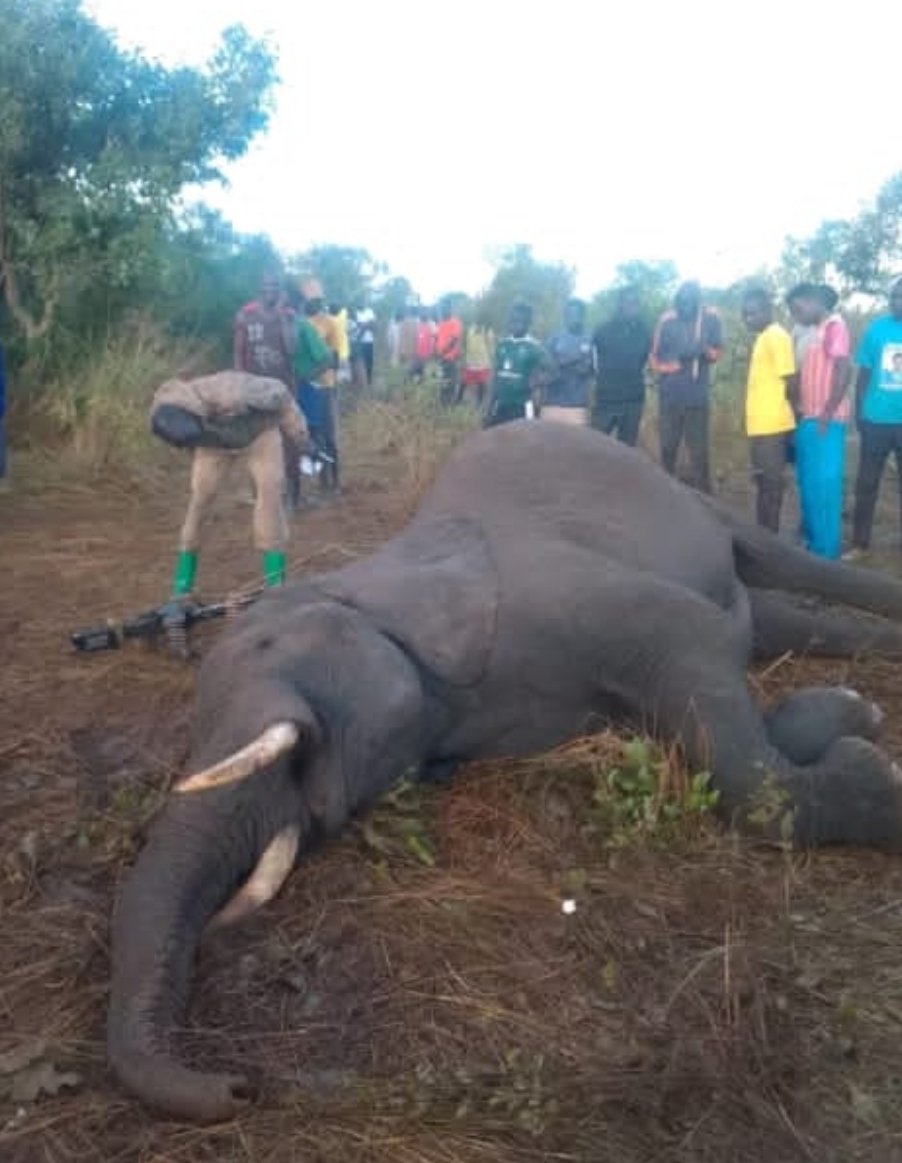 strikemachine95's tweet photo. #JustIn  Angry residents in Agago  District have killed TWO elephants following deadly attacks in Lapono &amp; Lukole. Since @ugwildlife has abandoned its job, we shall take matters into our hands untill Gov't acts. Sofar elephants have killed 3 pple, injured 2 in just 5 days. https://t.co/1LcKMBVla5