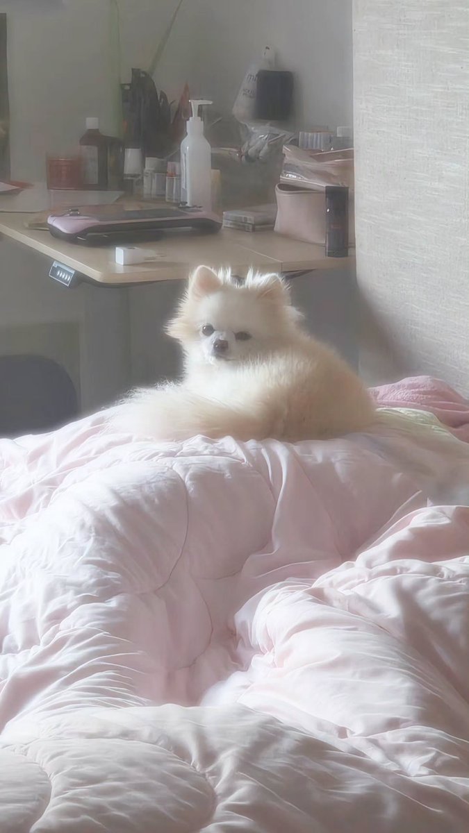 lilysimpchu's tweet photo. Lilypichu via Instagram story. #lilypichu https://t.co/NzODgslf9B