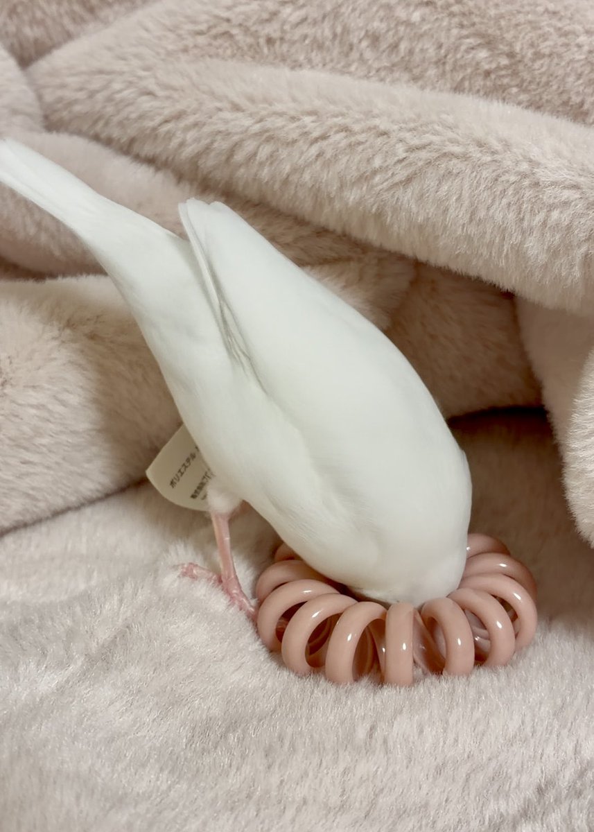 ok0mecome's tweet photo. ヘアゴムにお顔を突っ込んだあと、いちいち「これが見たかったんでしょ？」みたいな顔でチラチラ見てくる😂 https://t.co/C2Vf9PvNF6