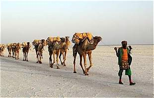 sam85175088's tweet photo. @S6am_190 those camels can do a better job, they are loyal not #ass #kissers https://t.co/W0GSpycsSo