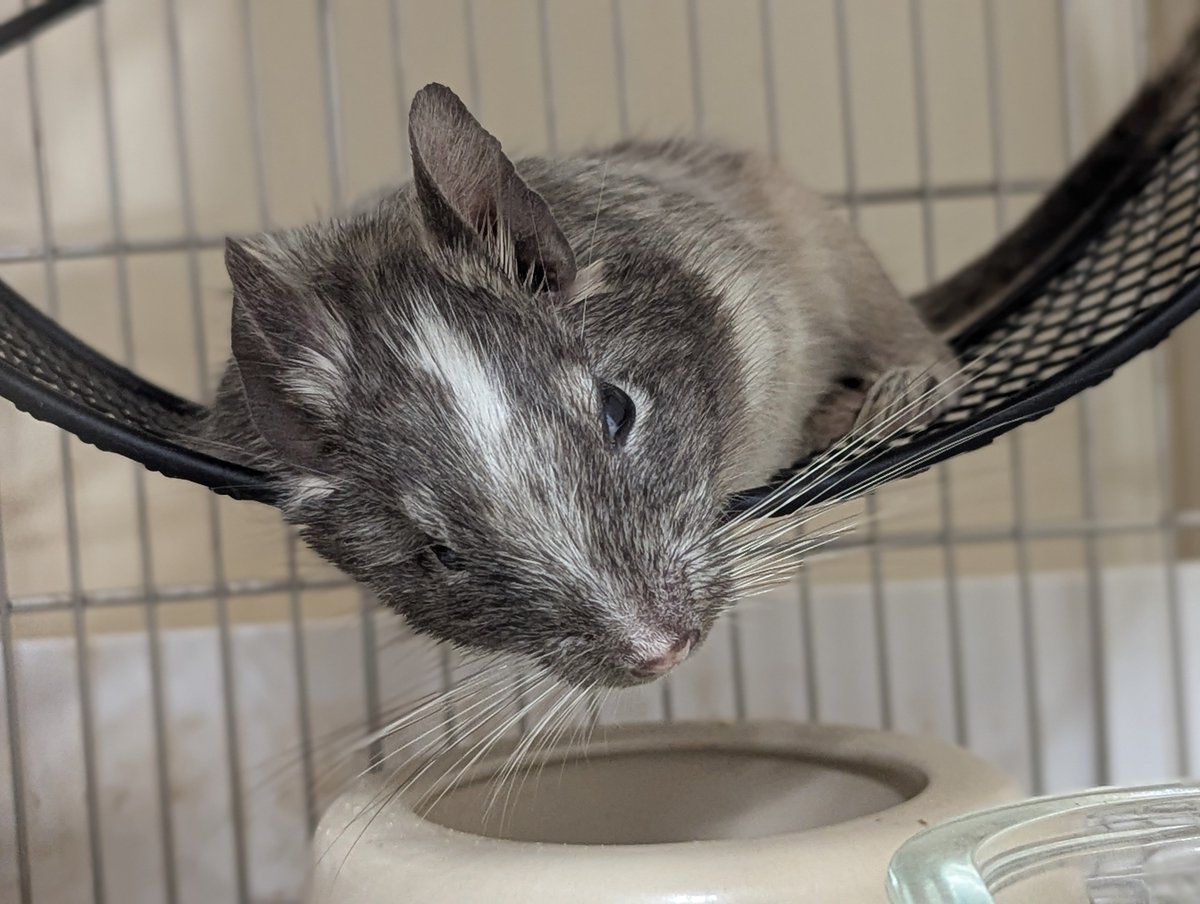 degu_warabi's tweet photo. 白目剥いてる
#デグー https://t.co/QNfYi3t9Yg