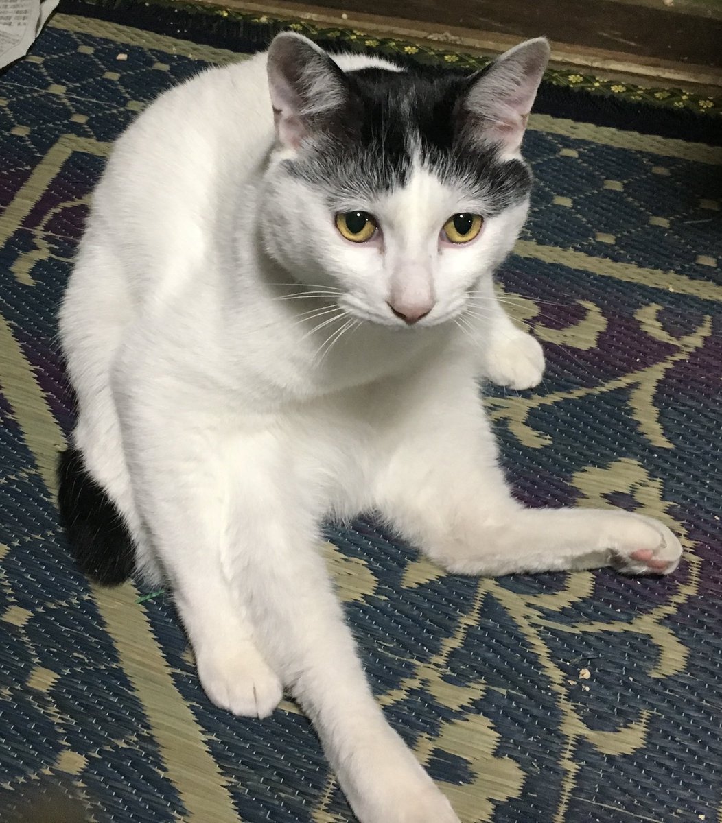 mAtsuiGfighter's tweet photo. 【拡散希望】
迷い猫探してます。ぽっちゃり白黒猫。
場所 : 富山県高岡市厚生連高岡病院の北側住宅街付近

奥さんの実家の窓から外に出てしまい2週間ほど見つからない状況です。
この写真より結構太ってます。見かけたら以下の迷子ペットサイトからご連絡ください🙇‍♂️
https://t.co/n7tnNYzaFH https://t.co/dBl3vKghZp