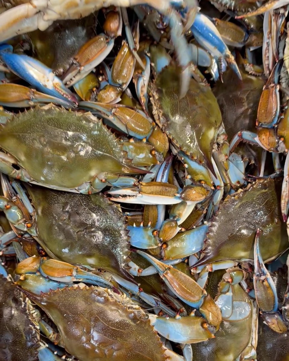Pelican_Seafood's tweet photo. Jumbo Live Blue Crabs just in! 🦀 $11.99/lb
Walk-in, first come, first served. Pelican Seafood, 735 N US Hwy 1, Fort Pierce. Open today 9am–7pm.
#BlueCrabs #FortPierce https://t.co/nvNdJMKYJT