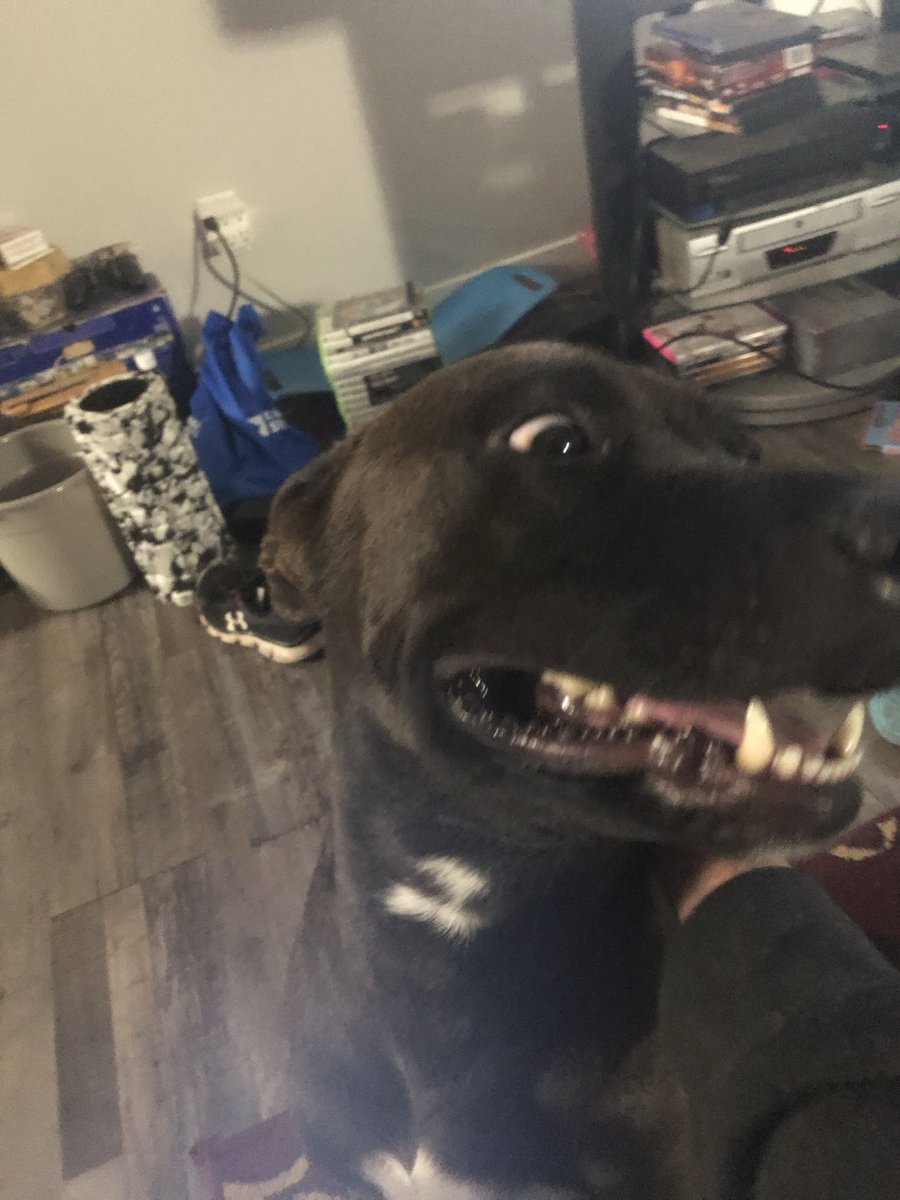 Ty1010110's tweet photo. This is Leia and spice https://t.co/Sgg4LLgPtb