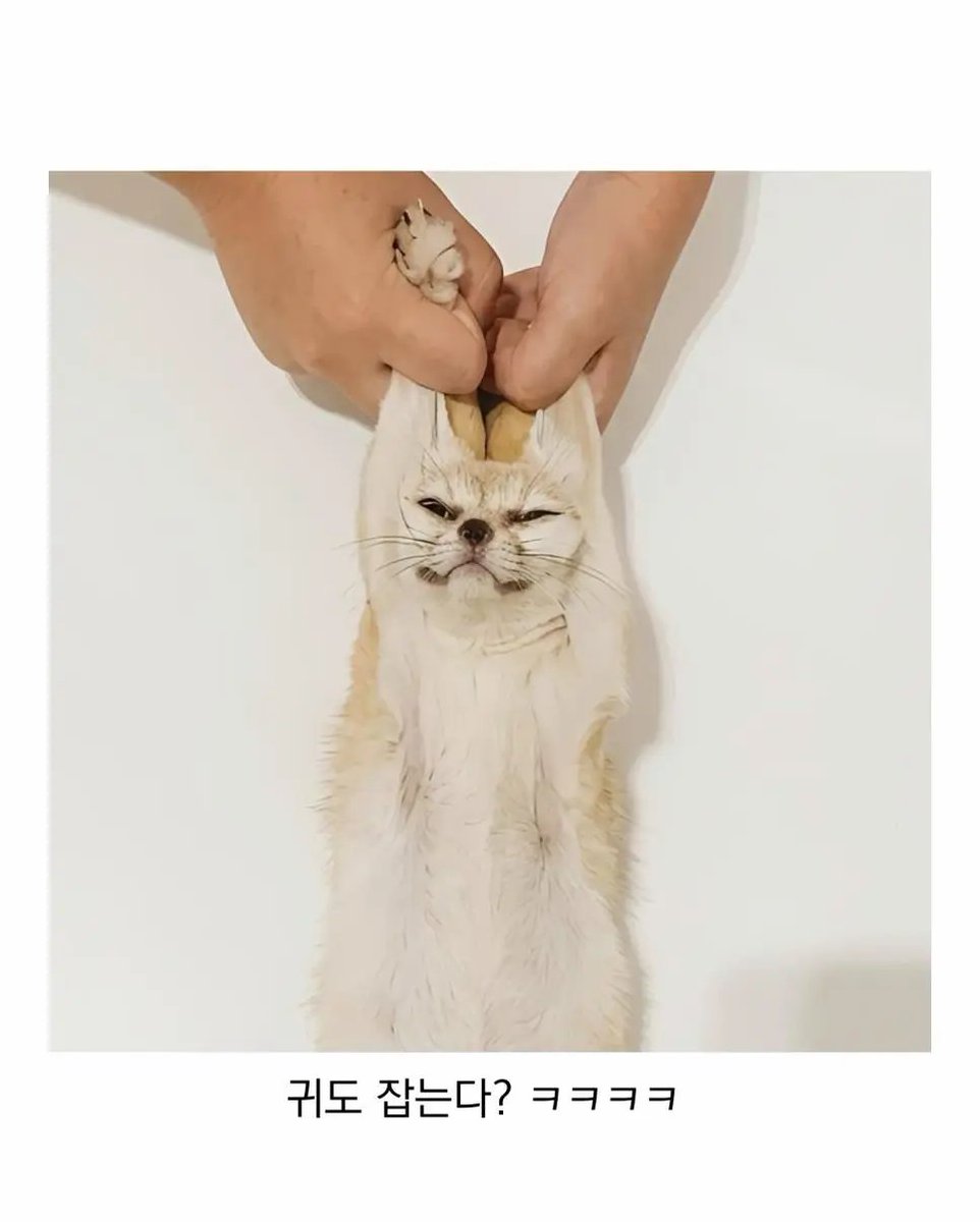 poongmbti's tweet photo. 사막여우 엑스레이 촬영하는 방법 
귀까지 같이 잡아줘야함 ㅠㅠㅠㅠ https://t.co/cT0cIyOi1n
