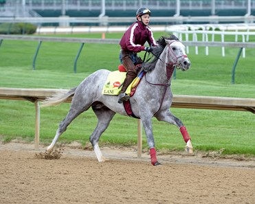 Solitea2's tweet photo. @KentuckyDerby Lani https://t.co/7Tt0tPSIVS
