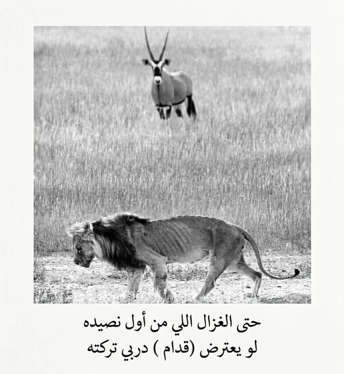 7_mhnd's tweet photo. يوم الحياه اللي من اول سعيده 
كل ما بزغ حلم بحياتي لحقته

حتى لو ان ايام وقتي عنيدة 
احس كل الوقت بيدي ملكته

مات الشعور اللي يجيب القصيده
وإحساسي اللي فيك كني سرقته
 
حتى الغزال اللي من أول نصيده 
لو يعترض (قدام ) دربي تركته https://t.co/PG4fX8smle