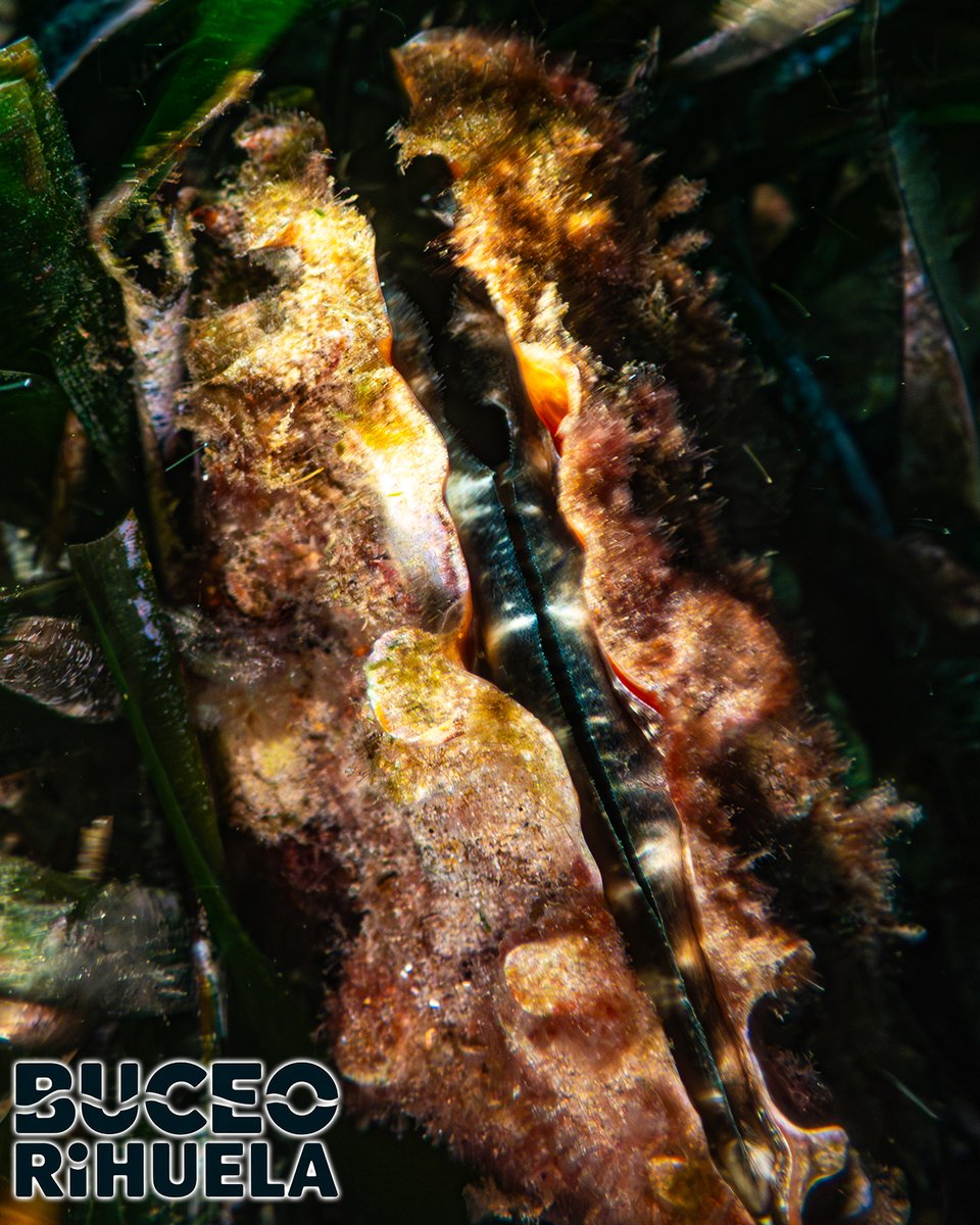 BuceoOrihuela's tweet photo. De nuevo buceo en la costa de #Orihuela y de nuevo Nacra de Roca (Pinna rudis).
1/2
Cámara OM-System TG-7
2 Focos Leton Power Tynny 13FD
Carcasa Seafrog TG-7 PC
Pletina Genérica
#nacra #pinna #fotosub #buceo #scuba #Mediterraneo #LetonPower #seafrog #tg7 @OMSYSTEMcameras https://t.co/se4buTt74D
