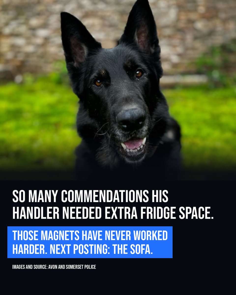 UKCopHumour's tweet photo. 𝗗𝗲𝗹𝘁𝗮 𝗙𝗼𝗿𝗰𝗲 𝗦𝘁𝗮𝗻𝗱𝘀 𝗗𝗼𝘄𝗻

Police dog Delta is retiring. COP26, Firearms Support Dog, and he helped find a high-risk missing woman who needed life-saving care. His commendations needed extra fridge space. Top dog, officially. 🐾

[Credit: @aspolice] https://t.co/hTWGdO5DN0