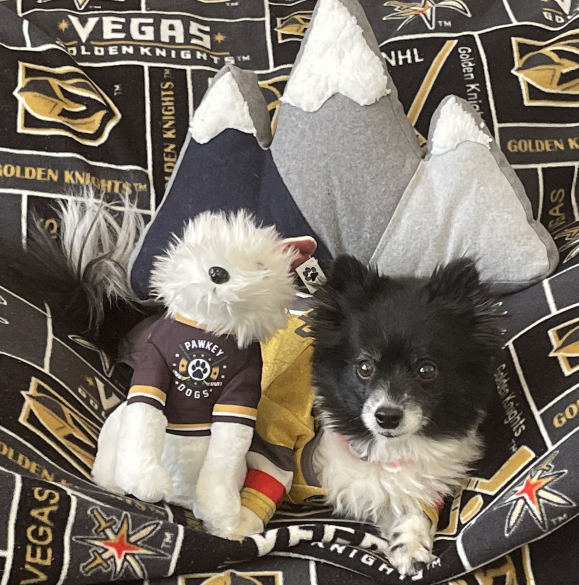 VGKPandaPup's tweet photo. ToKnight the Penguins waddle into the Fortress, and we're riding 2 straight wins after Captain Stone's hat trick! 🐾@BarkAndreFurry🐾 and I are guarding my mountain because Hill 🗻 starts in net! Here come your #LuckyVGKNoseBoops from #VegasBorn!

#VGK9Krew
❤️🐼🐶 https://t.co/ftco4ncmuU