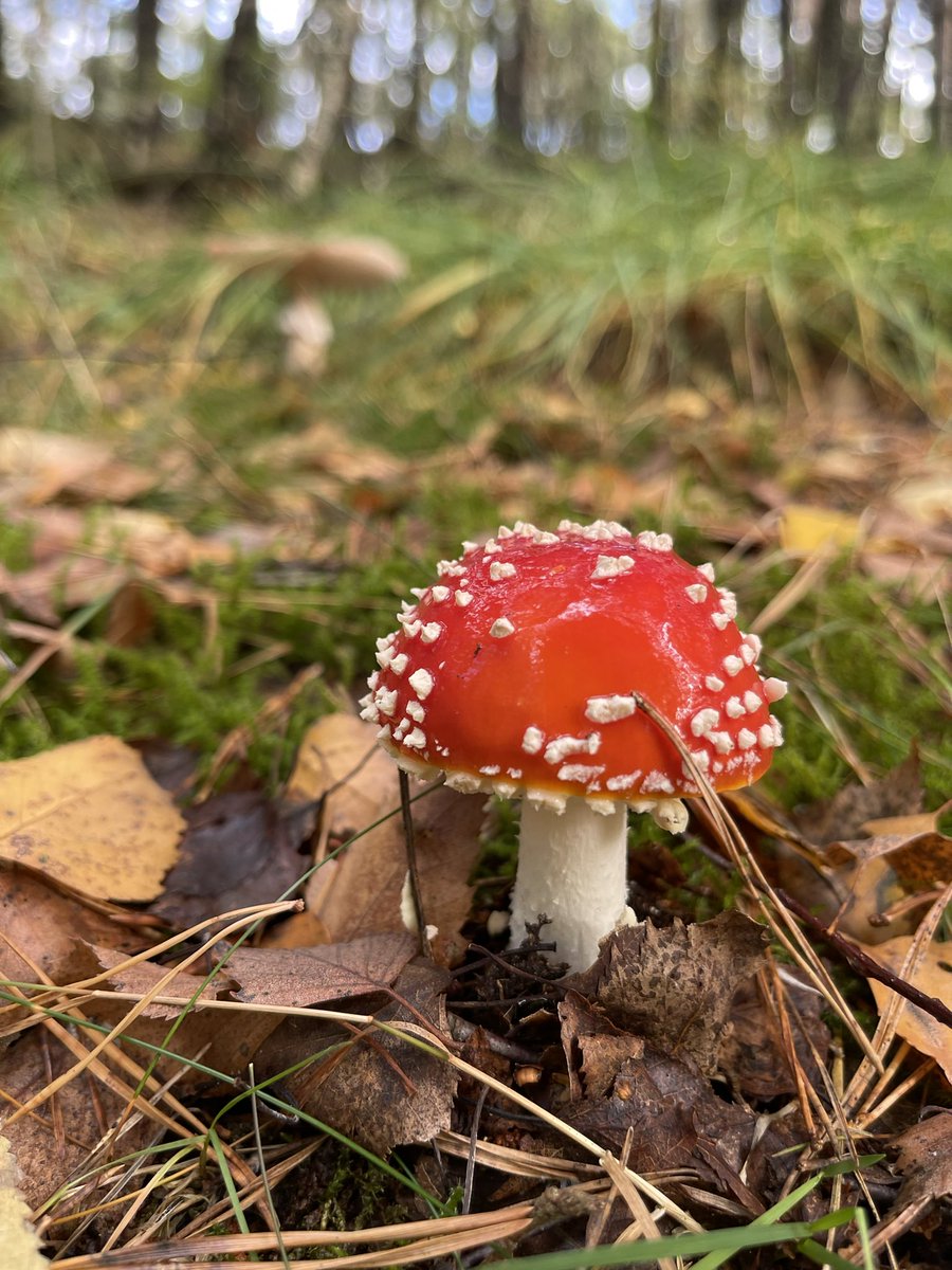 HalfxTiger's tweet photo. @PacmanNFT Bin in the woods today. Look what I found. https://t.co/PaR65ACWtF