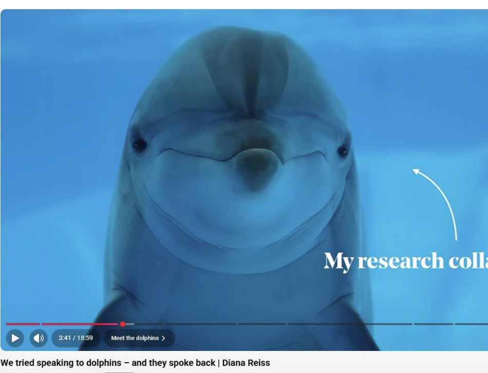 Nftmarket59's tweet photo. Dolphins talking for the first time in history we have to make this a trending topic in the crypto world https://t.co/lP0Jrz3Cxy search dolphin intelligence and help spread awareness 
Like and post your opinions and position https://t.co/JZyPKoyXWt