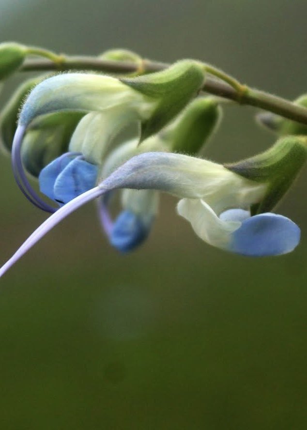 PolymarketSport's tweet photo. 🚨JUST IN: Lionel Messi has ANOTHER plant species named after him, bringing the total to 6 

The “Salvia Messii” is found in Peru, and shares the same colors as Argentina, blue and white https://t.co/CHidVK7RrQ