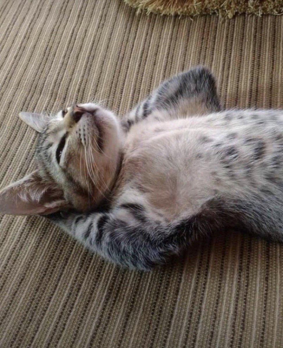 NewFancyPants's tweet photo. @nodexbt @playcambria @cyberpunk https://t.co/Ql7jeEXCYD