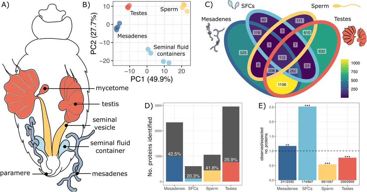 molcellprot's tweet photo. In MCP press| Evolution and adaptations of the seminal proteome in an insect with traumatic insemination.
Learn more:
https://t.co/Pmqaqp2e1U
#MolCellProt https://t.co/CX1I8hdIwl