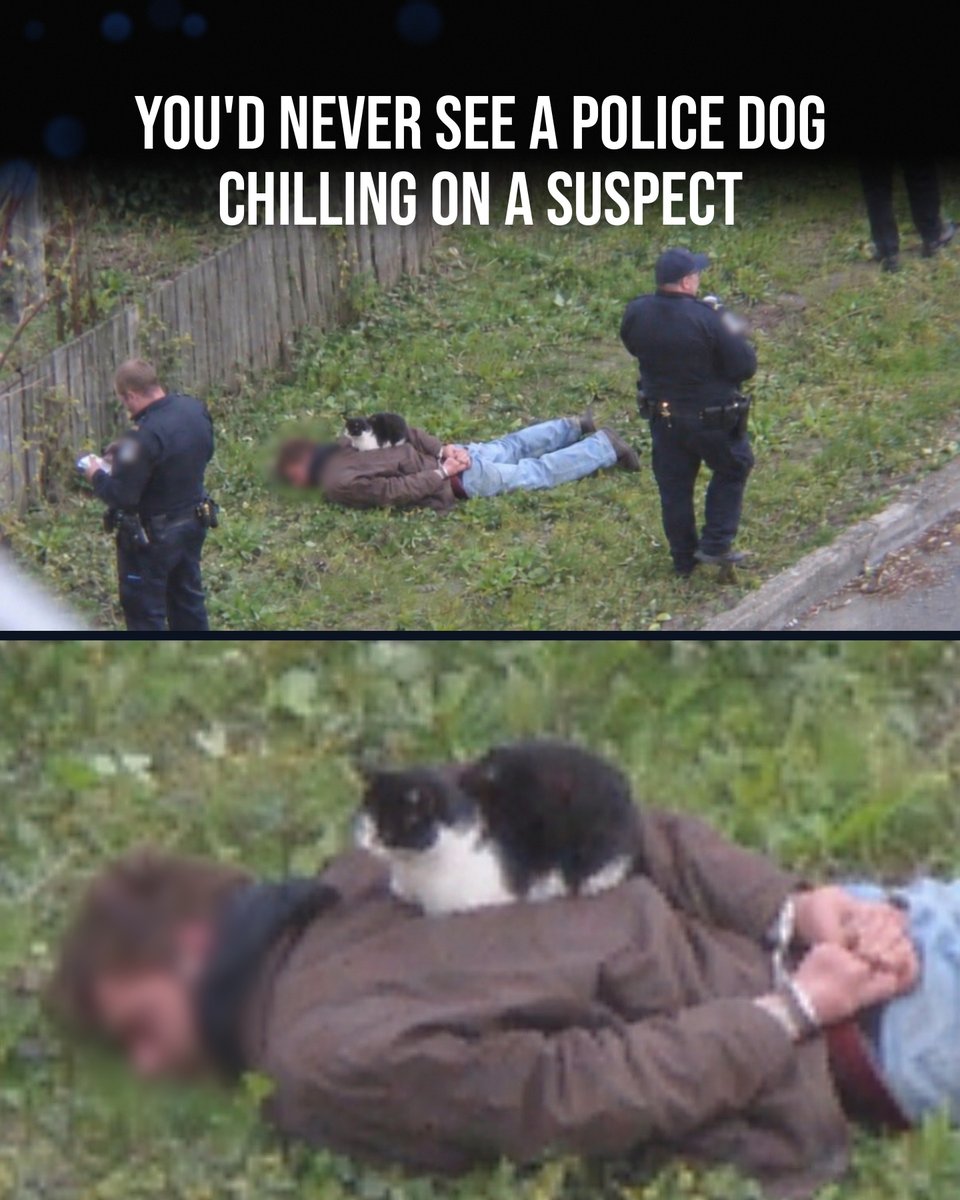 UKCopHumour's tweet photo. 𝗢𝗻𝗲 𝗙𝗿𝗼𝗺 𝗧𝗵𝗲 𝗔𝗿𝗰𝗵𝗶𝘃𝗲𝘀 🐾

Why we have police dogs but not police cats: dogs chase suspects, cats just judge them.

A dog brings back the stolen goods. A cat brings back a dead pigeon and calls it evidence.

Claw enforcement. All attitude, no paperwork. https://t.co/g5Z9DB4QNG