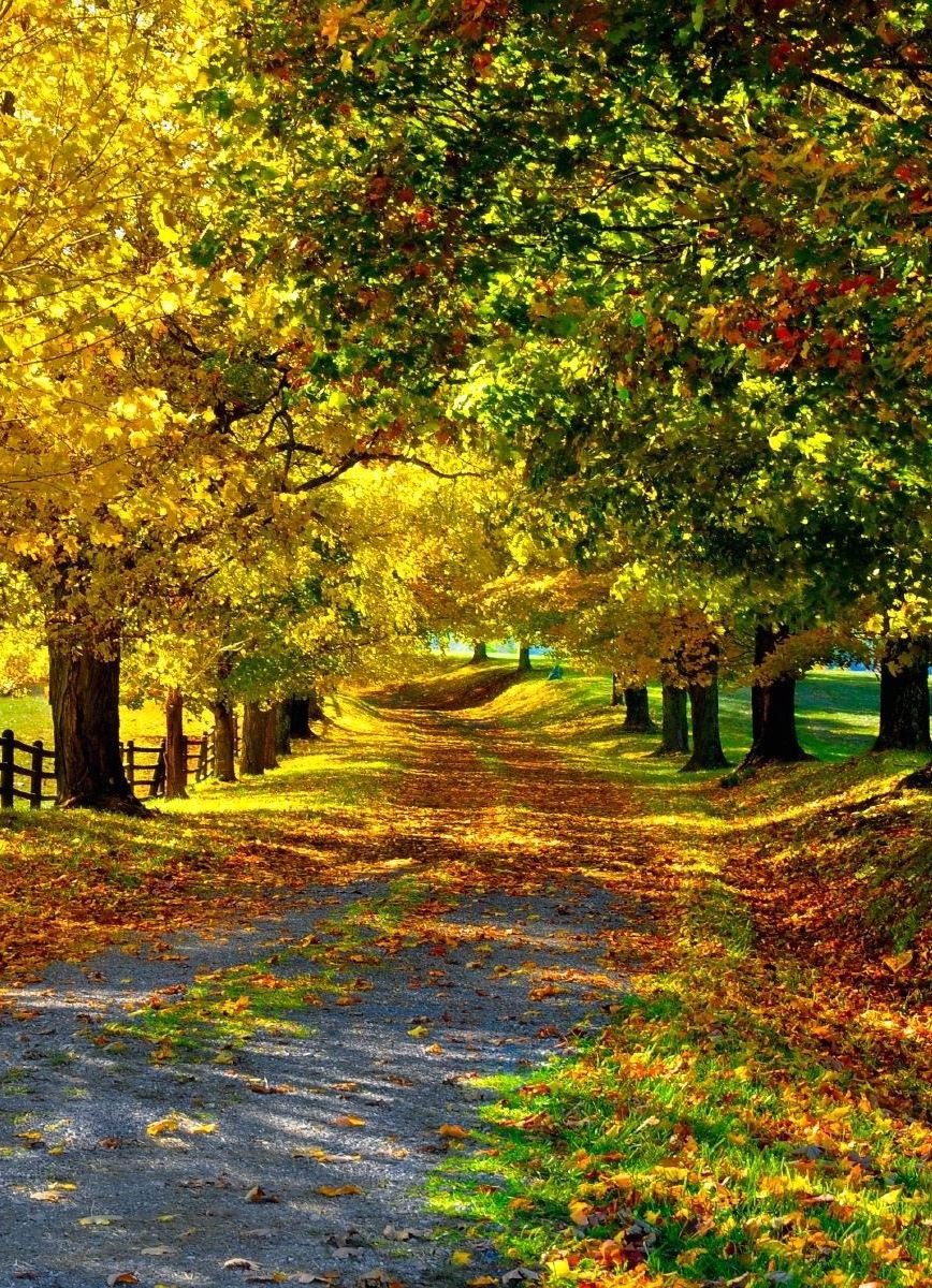 LoveSongs4Peace's tweet photo. Tree lined country road after a small autumn wind near Sussex in England, UK   🏴󠁧󠁢󠁥󠁮󠁧󠁿  🇬🇧 
 🍂🍁🍂 https://t.co/KHgMWA5gbu