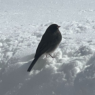 juncolover98 tweet picture