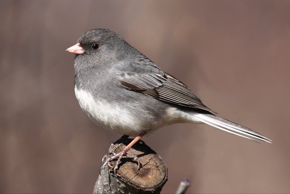 juncolover98 tweet picture