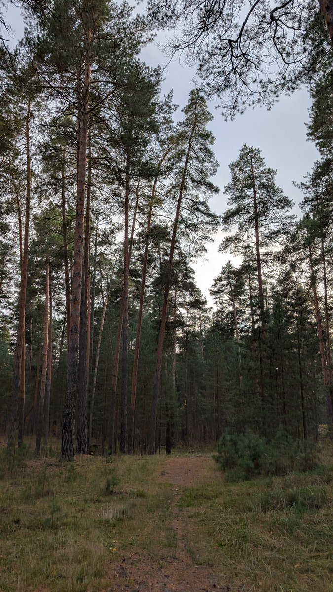 kot08artem's tweet photo. Прогулялся по лесу. https://t.co/I6LDhvD7ds
