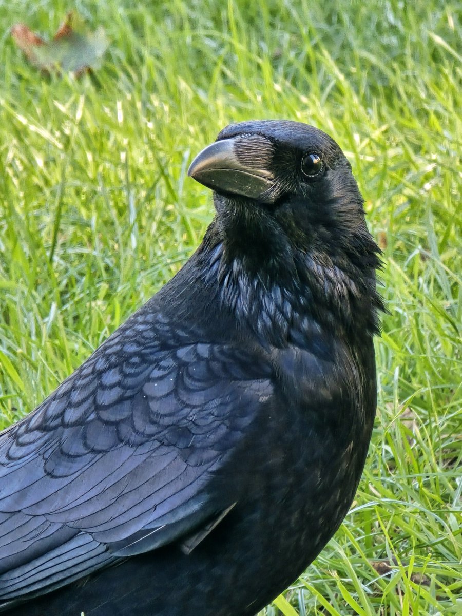 mkvdvelde's tweet photo. Als je fotogeniek bent en dat weet. 😌

#kraai #crow #corvid https://t.co/XIEM4JWExq