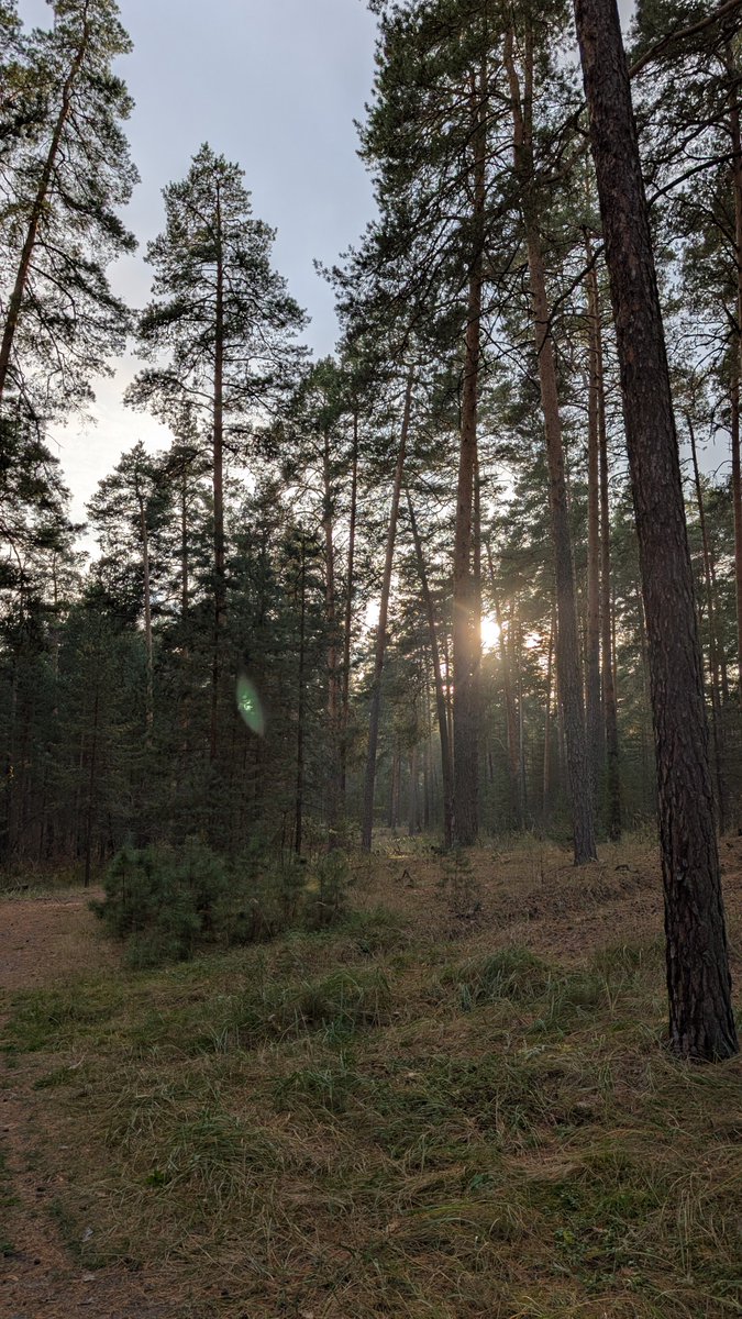 kot08artem's tweet photo. Прогулялся по лесу. https://t.co/I6LDhvD7ds