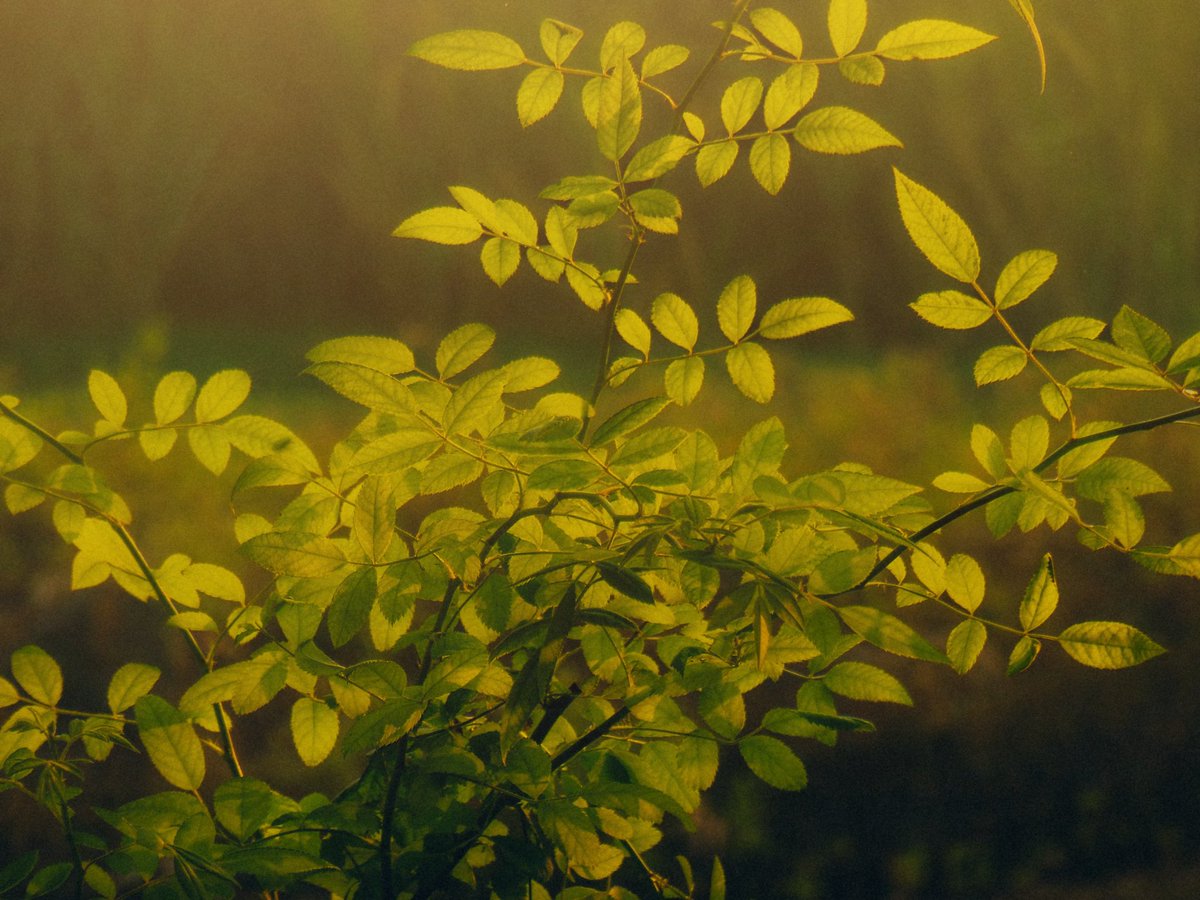 arthextic's tweet photo. when light arrives https://t.co/pk1TZWm6Ve