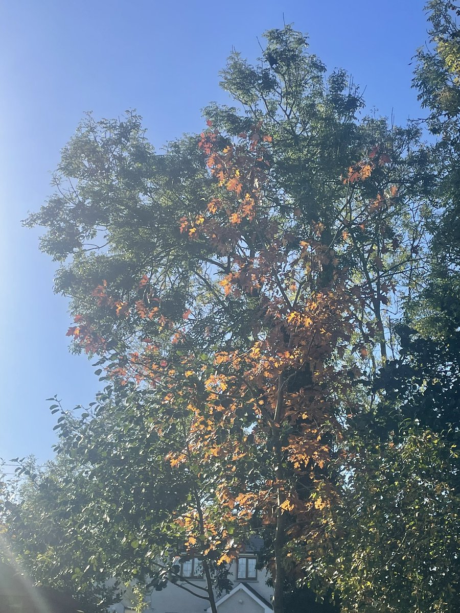 GayeMoore's tweet photo. Early morning walk - colours of leaves 🍁 are beautiful #100daysofwalking #round6crew #300daysofwalking https://t.co/90C8jByh1p
