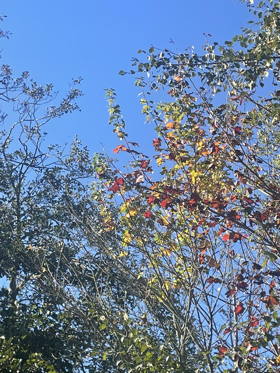GayeMoore's tweet photo. Early morning walk - colours of leaves 🍁 are beautiful #100daysofwalking #round6crew #300daysofwalking https://t.co/90C8jByh1p