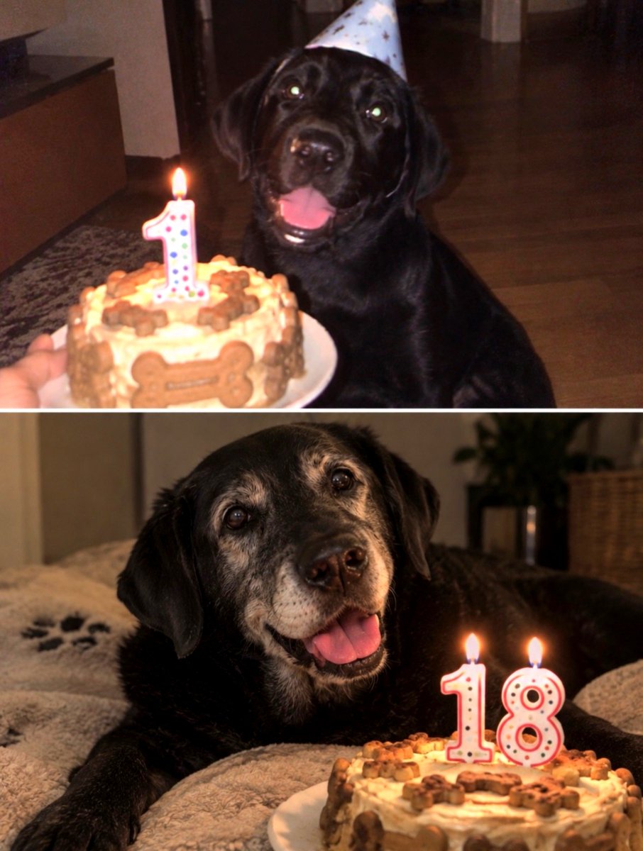 pawprintsdaily6's tweet photo. 18 Years of Unconditional Love ❤️🐾 From a Tiny Puppy to a Beautiful Senior Soul.❤❤❤ https://t.co/v4WWkaStVg