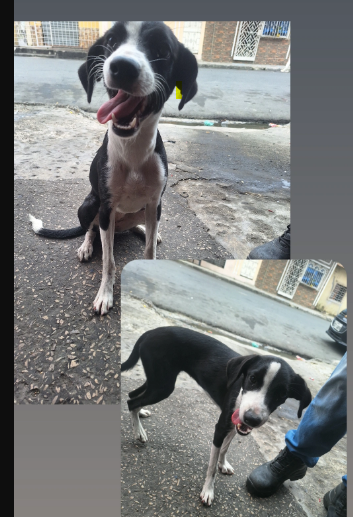 AlertaMePerdi's tweet photo. #ENCONTRADA #GUAYAQUIL
Fecha: 2026-10-15
Sector: Sur, 27 y la b entrando por la 25
Sexo: Hembra
Raza: Mestizo
Observación: Es de color negro con blanco, tiene una franjita blanca en su carita, el pecho y sus patitas blancas.
Contacto: 0985131886
¡Ayúdal a volver con su familia! https://t.co/WFe1ehQl4b